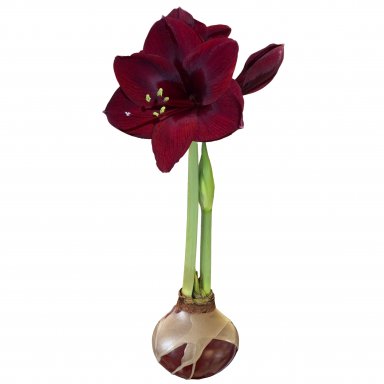 Burgundy Gold Waxed Black Pearl Amaryllis Bulb Size 28/32